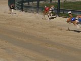 Golden Rabbit European Sandtrack-Derby Th. Ernst (110)